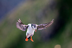 Atlantic puffin