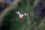Atlantic puffin