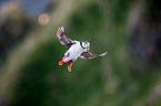 Atlantic puffin