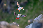 Atlantic puffin