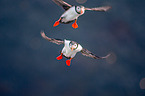 Atlantic puffin