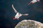 Atlantic puffin