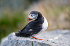Atlantic puffin