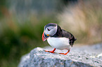 Atlantic puffin