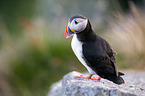 Atlantic puffin