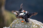 Atlantic puffin