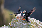 Atlantic puffin