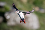 Atlantic puffin