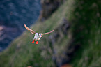 Atlantic puffin