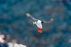 Atlantic puffin