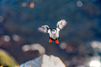 Atlantic puffin