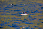 Atlantic puffin