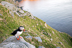 Atlantic puffin