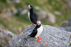 Atlantic puffin