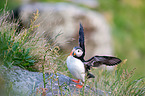 Atlantic puffin