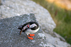 Atlantic puffin