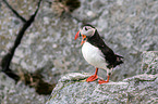 Atlantic puffin