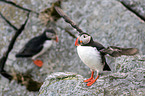 Atlantic puffin