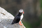 Atlantic puffin