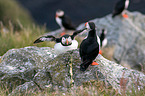 Atlantic puffin