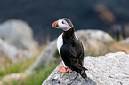 Atlantic puffin