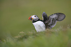 Atlantic puffin