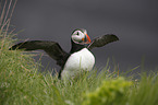Altlantic Puffin