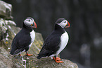standing Altlantic Puffin