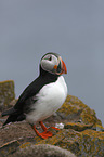 standing Altlantic Puffin