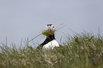 Altlantic Puffin portrait