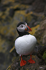 standing Altlantic Puffin