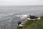 Altlantic Puffin