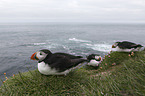 Altlantic Puffin