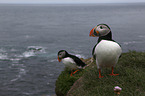 Altlantic Puffin