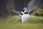 Altlantic Puffins