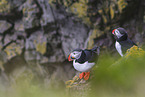 Atlantic puffin