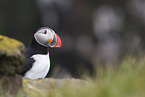 Atlantic puffin