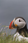 Atlantic puffin