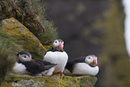 Atlantic puffin