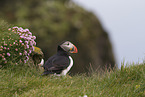 Atlantic puffin