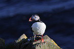 Atlantic puffin
