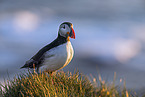 Atlantic puffin