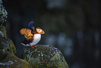 Atlantic puffin