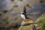 Atlantic puffin