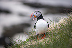 Atlantic puffin