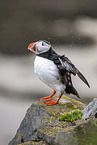Atlantic puffin