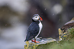 Atlantic puffin
