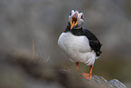 Atlantic puffin