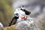 Atlantic puffin