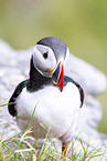 Atlantic puffin